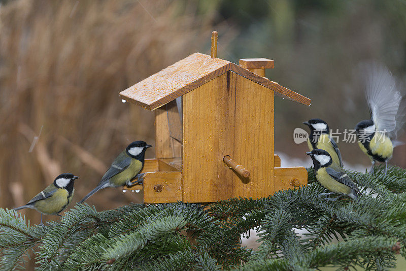 大山雀[Parus major]喂食(图片大小XXXL)